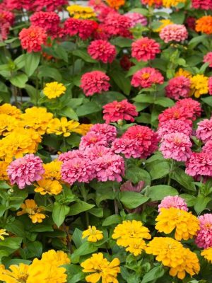 Pom Pom Mixture or “Lilliput” Zinnia Seeds, OSC