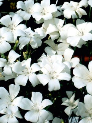 Agrostemma 'Snow Queen' Seeds, Suttons