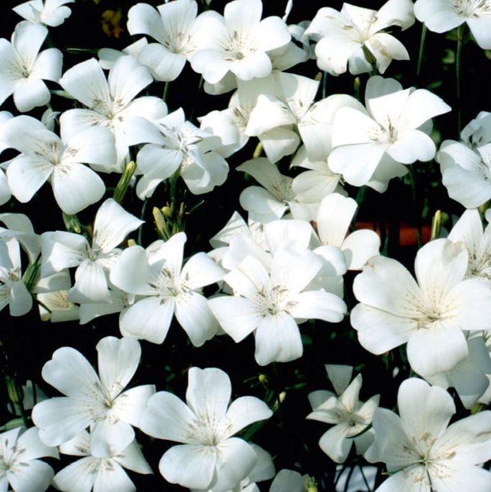 Agrostemma 'Snow Queen' Seeds, Suttons