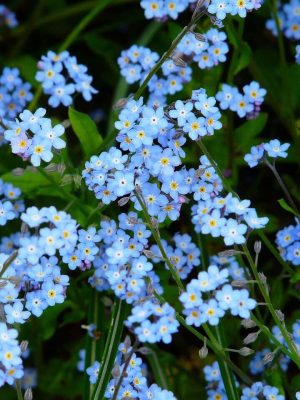 Alpestris Blue Forget-Me-Not Seeds, OSC