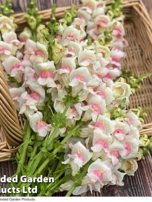Antirrhinum majus 'Potomac Apple Blossom' Seeds, Suttons