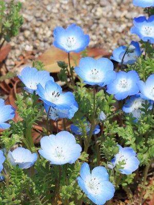 Baby Blue Eyes Nemophila Seeds, OSC