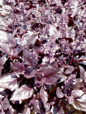 Basil 'Round Midnight' Seeds, Suttons
