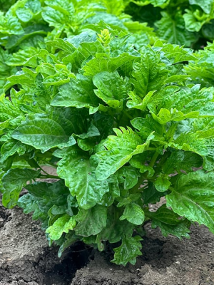Basil 'Spicy Sabre' F1 Seeds, Suttons