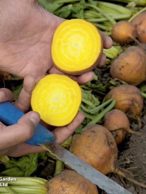 Beetroot 'Boldor' F1 Seeds, Suttons