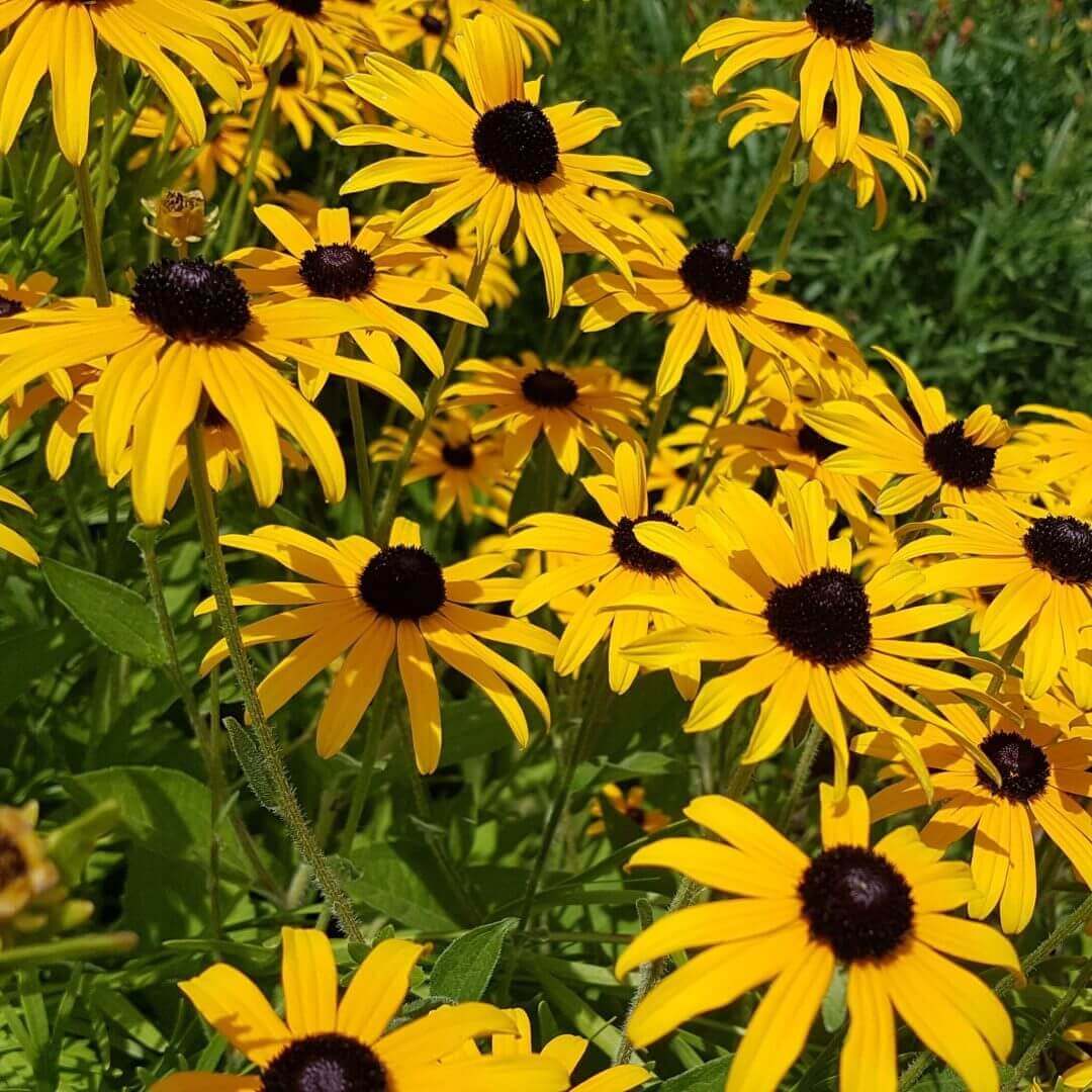 Black Eyed Susan Seeds, OSC
