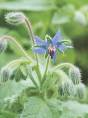 Borage Seeds, Halifax Seed