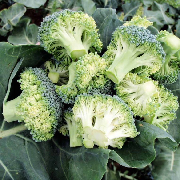 Broccoli 'Stromboli' F1 Seeds, Suttons