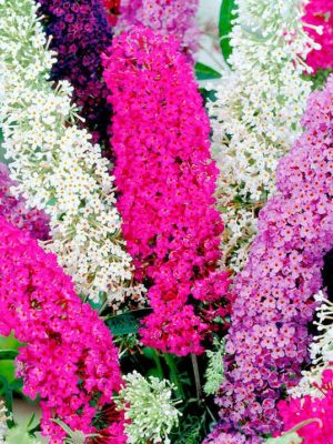 Buddleia Flower 'Butterfly Magnet Mix' Seeds, Suttons