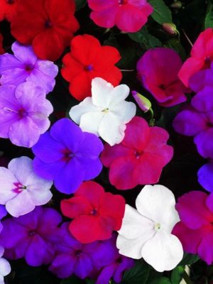 Busy Lizzie 'Super Hybrid Mix' Seeds, Suttons