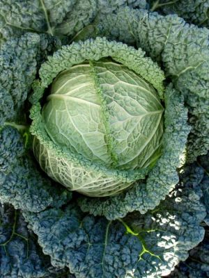 Cabbage 'Serpentine' (Savoy) F1 Seeds, Suttons
