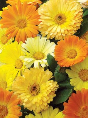 Calendula 'Kinglet Mix' Seeds, Suttons