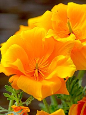 Californian Poppy 'Lady Marmalade' Seeds, Suttons