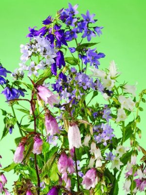 Campanula 'Cottage Garden Mix' Seeds, Suttons