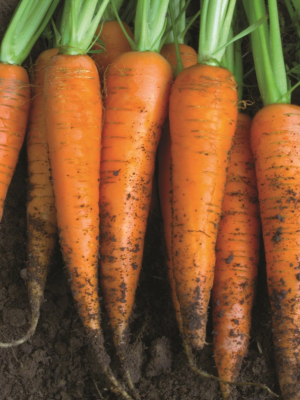 Carrot Autumn King