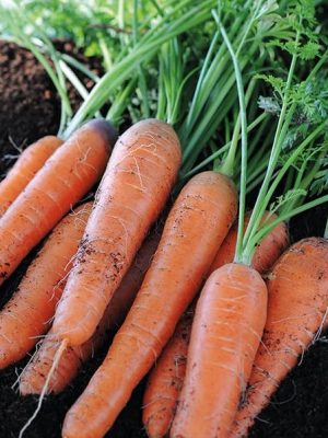 Carrot 'Early Nantes 5' Seed Tape, Suttons