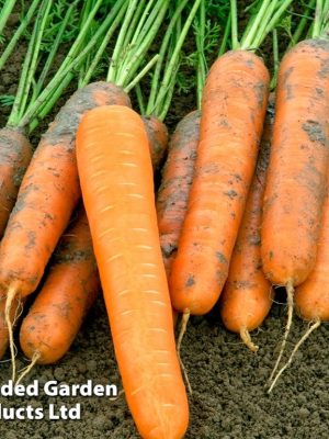 Carrot 'Volcano' (Late Maincrop) F1 Seeds, Suttons