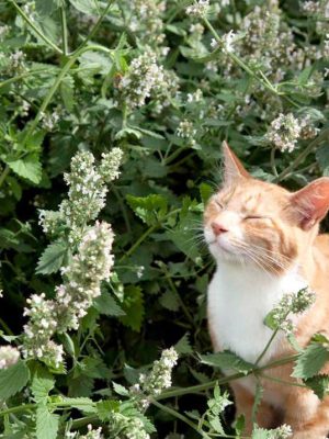 Catmint Seeds, Suttons