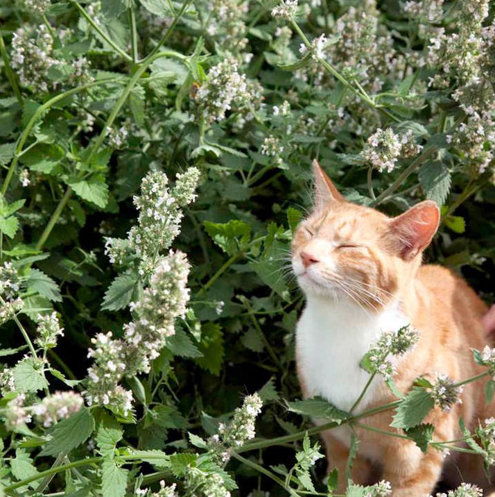 Catmint Seeds, Suttons