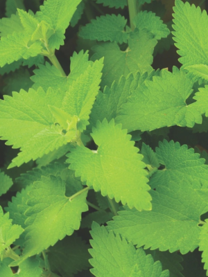 Catnip Seeds, Halifax Seed