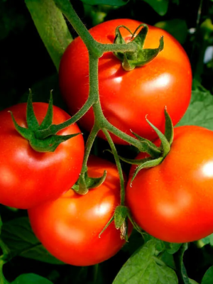 Celebrity Hybrid Tomato Seeds, OSC