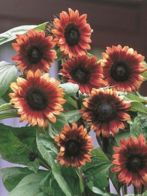 Cherry Rose Hybrid Sunflower Seeds, OSC