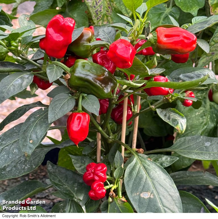Chilli Pepper 'Hot Pot' Seeds, Suttons