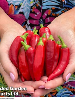 Chilli Pepper 'Sizzler' F1 Seeds, Suttons