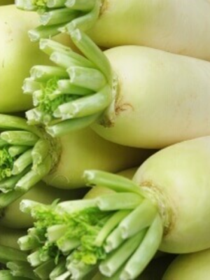 China White Radish Seeds, OSC