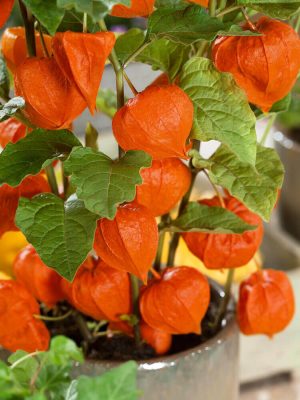 Chinese Lantern Seeds, OSC