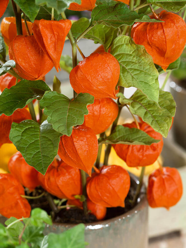 Chinese Lantern Seeds, OSC