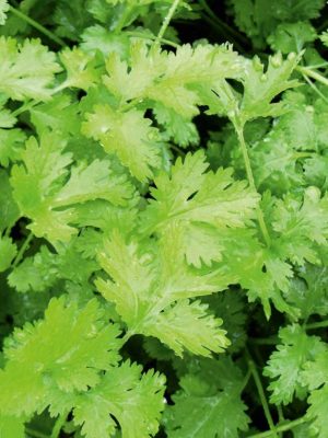 Coriander Seeds, Suttons