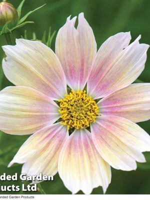 Cosmos 'Apricot Lemonade' Seeds, Suttons