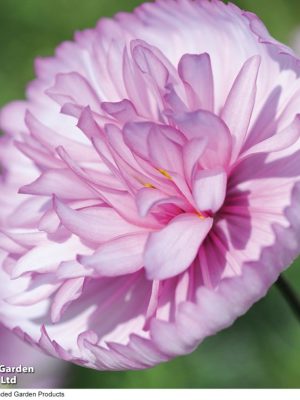 Cosmos 'Cupcakes Blush' Seeds, Suttons