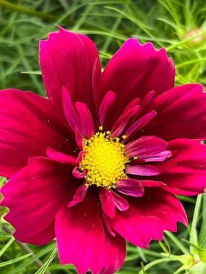 Cosmos bipinnatus 'Fandango' Seeds, Suttons