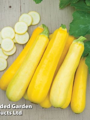Courgette 'Butterstick' F1 Seeds, Suttons