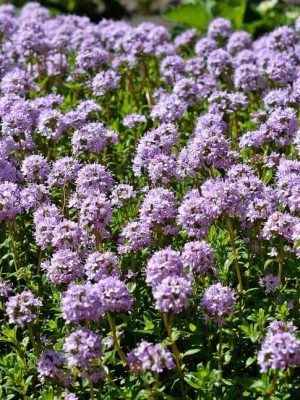 Creeping Thyme Seeds, OSC