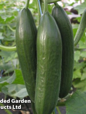 Cucumber 'Emilie' F1 Seeds, Suttons