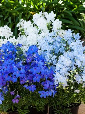 Delphinium grandiflorum 'Hunky Dory Mix' Seeds, Suttons
