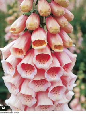 Digitalis 'Suttons Apricot' Seeds, Suttons