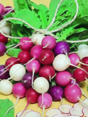Easter Egg Blend Organic Radish