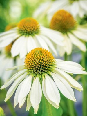 Echinacea 'Sundress' Seeds, Suttons