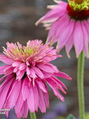 Echinacea purpurea 'Paradiso Super-Duper' Seeds, Suttons