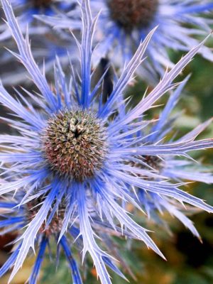 Eryngium alpinum 'Blue Ice' Seeds, Suttons