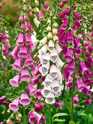 Excelsior Foxglove Seeds, OSC