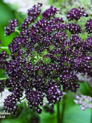 Flowering Carrot 'Dara' Seeds, Suttons