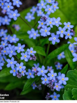 Forget-Me-Not 'Spring Symphony Blue' Seeds, Suttons