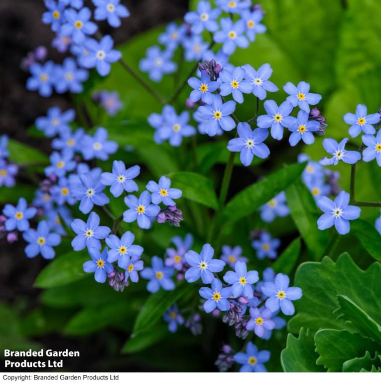 Forget-Me-Not 'Spring Symphony Blue' Seeds, Suttons