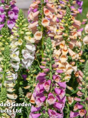 Foxglove 'Dottie Mix' Seeds, Suttons