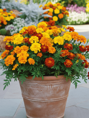 French Petite Marigold Seeds, OSC